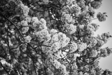 Güzel doğal neşeli ağaç çiçeği 