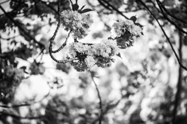 Güzel doğal neşeli ağaç çiçeği 