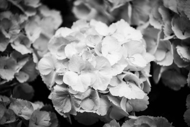 Ortanca çiçeği, yakın görünüm