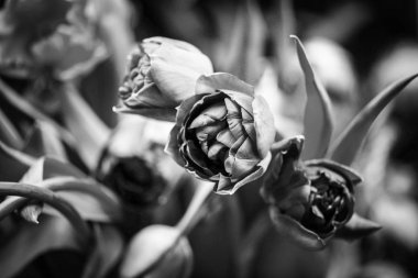 Doğal laleler manzarayı kapatır