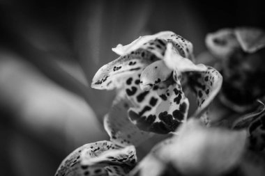 Doğal orkide yakın görünüm