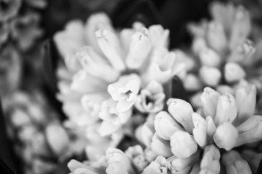 Doğal pembe sümbül. Yakın çekim.