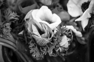 Ranunculus çiçeklerinin görüntüsünü kapat