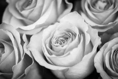 Doğal güller manzarayı kapatır