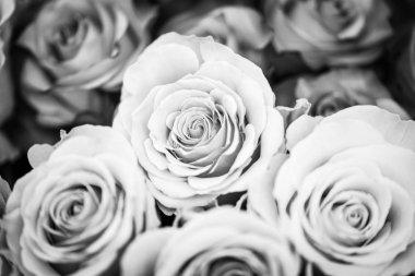 Doğal güller manzarayı kapatır