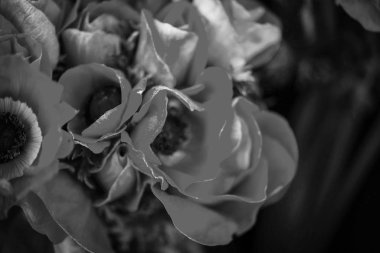 Ranunculus çiçeklerinin görüntüsünü kapat