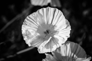 şakayık çiçeği yakın görünüm