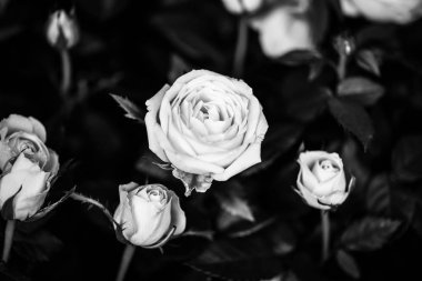 Doğal güller manzarayı kapatır