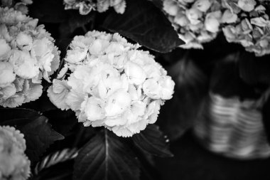 Ortanca çiçeği, yakın görünüm