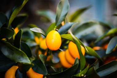 Turunçgil ağacı - limonata ve portakalları kapat