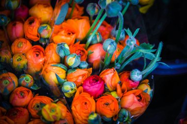 Ranunculus çiçeklerinin görüntüsünü kapat