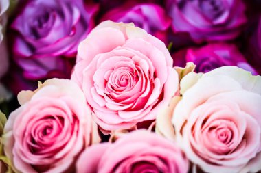 Doğal güller manzarayı kapatır