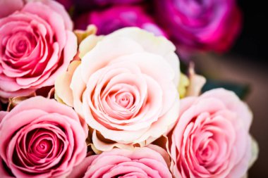 Doğal güller manzarayı kapatır