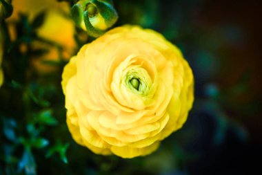 Ranunculus çiçeklerinin görüntüsünü kapat