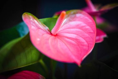 Anthurium çiçeği yakın görünüm