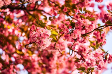 Güzel doğal neşeli ağaç çiçeği 