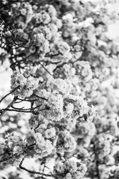 Hermosa Flor Árbol Alegre Natural — Foto de Stock