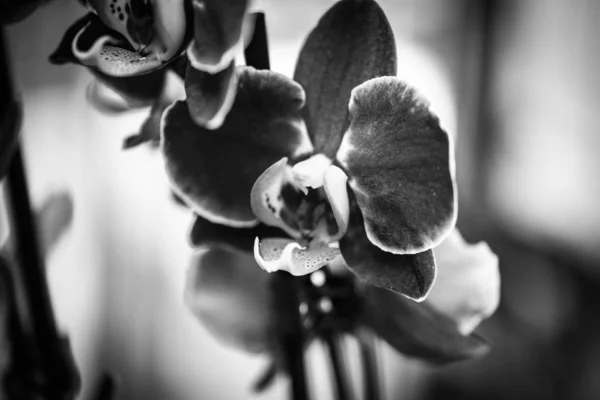 Naturlig Orkidé Närbild — Stockfoto