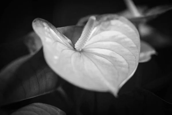 Flor Anturio Vista Cerca — Foto de Stock