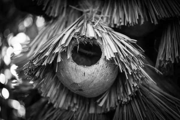 设计的椰子水果近景 — 图库照片