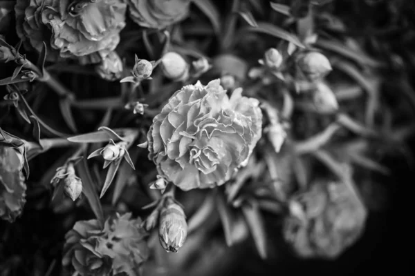 Piękne Naturalne Kwiaty Goździków — Zdjęcie stockowe