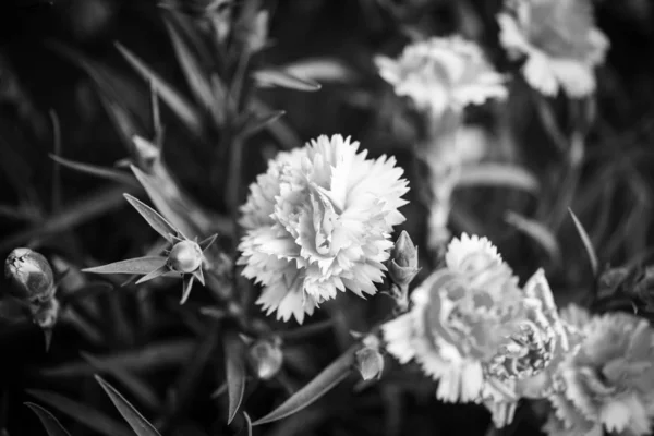 Vacker Naturlig Nejlika Blommor — Stockfoto