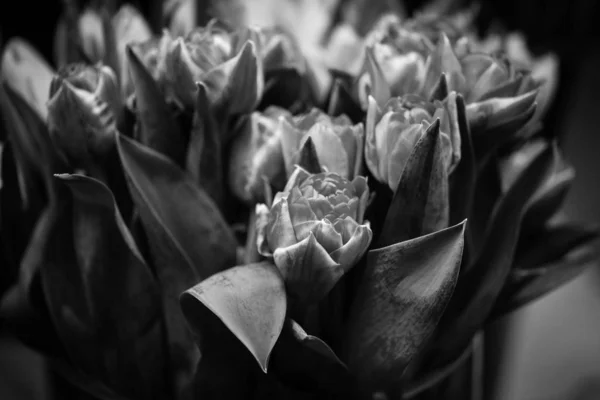 Přírodní Tulipány Zavřít Pohled — Stock fotografie