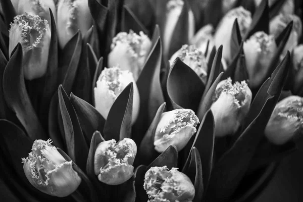 Natural Tulips Close View — 스톡 사진
