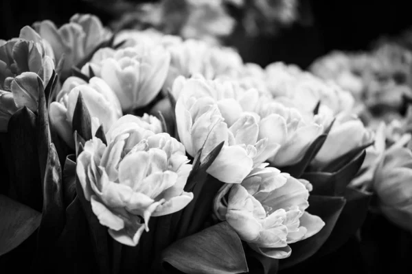 Natural Tulips Close View — Stock Photo, Image