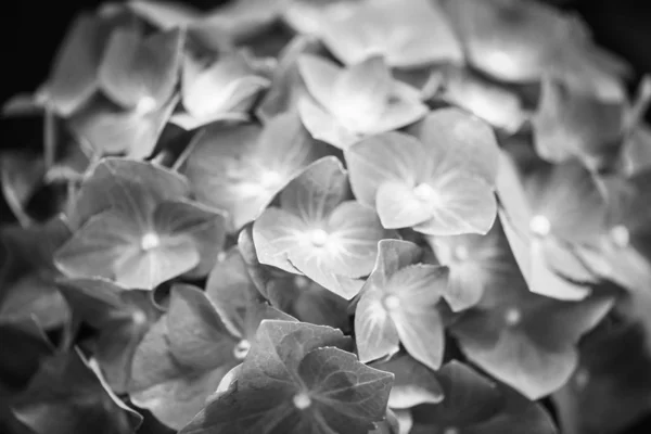 Hydrangea Flower Close View — Stock Photo, Image