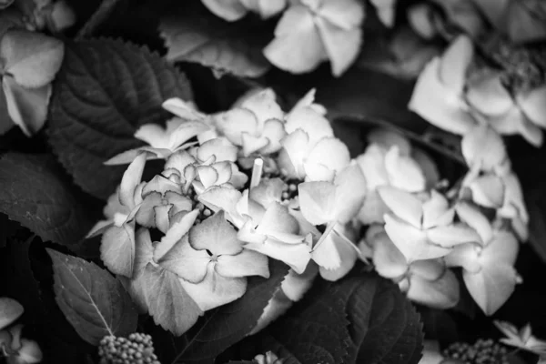 Hortensia Bloem Van Dichtbij Bekijken — Stockfoto