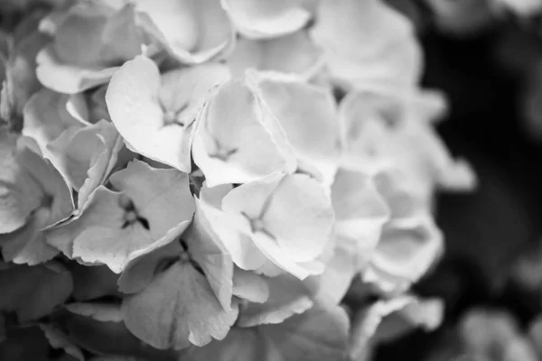 Hortensias Flor Vista Cerca —  Fotos de Stock