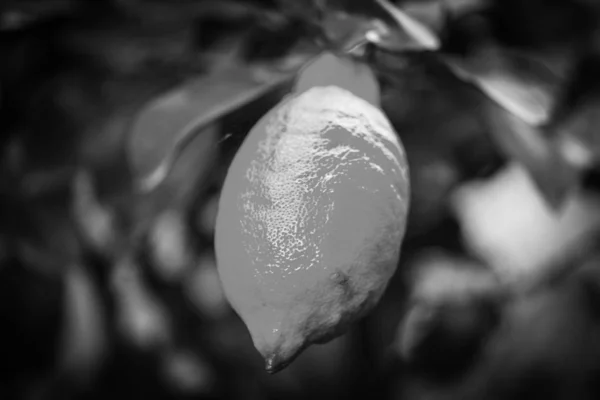 Citrus Tree Close View Lemonier Oranges — 스톡 사진