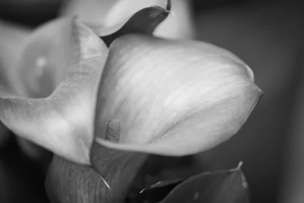 Calla Κρίνος Λουλούδι Από Κοντά — Φωτογραφία Αρχείου
