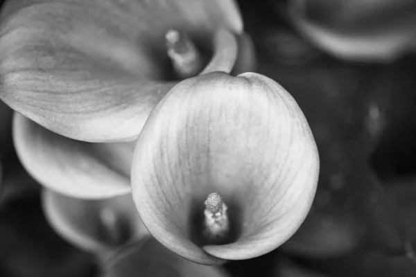 Calla Lírio Flor Fechar — Fotografia de Stock