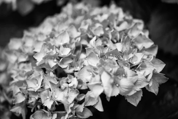 Hortensia Bloem Van Dichtbij Bekijken — Stockfoto