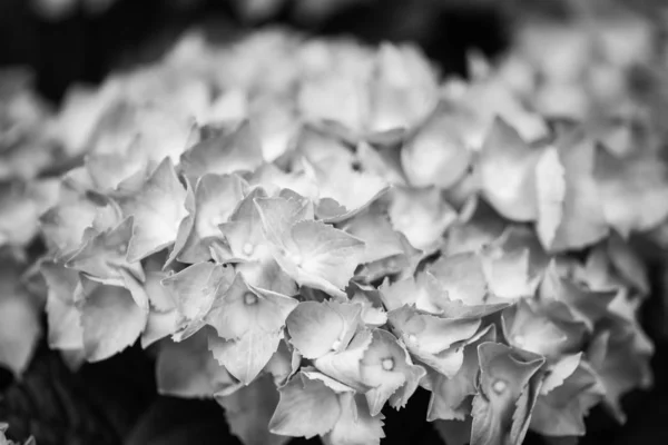 Ορτανσία Λουλούδι Close View — Φωτογραφία Αρχείου