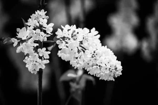 Close Lilacs Flowers — 스톡 사진