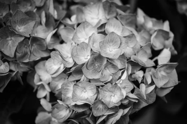 Hortensias Flor Vista Cerca — Foto de Stock