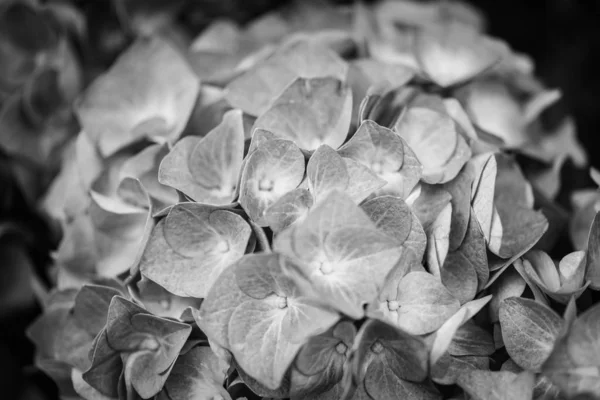 Hortensias Flor Vista Cerca —  Fotos de Stock