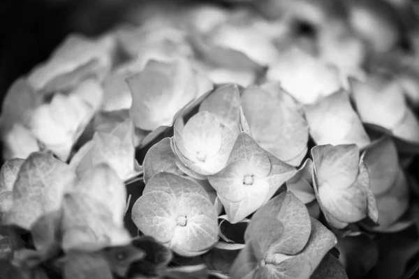 Hortensias Flor Vista Cerca —  Fotos de Stock