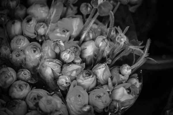 Красиві Квіти Ранункулюса Крупним Планом — стокове фото