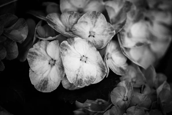 Hortensias Flor Vista Cerca —  Fotos de Stock