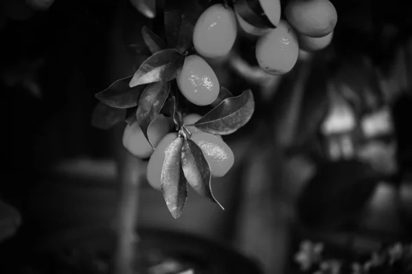 Citrus Tree Close View Lemonier Oranges — 스톡 사진