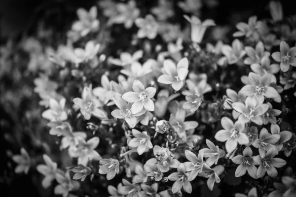 Mezclar Flores Verano Vista Cerca —  Fotos de Stock