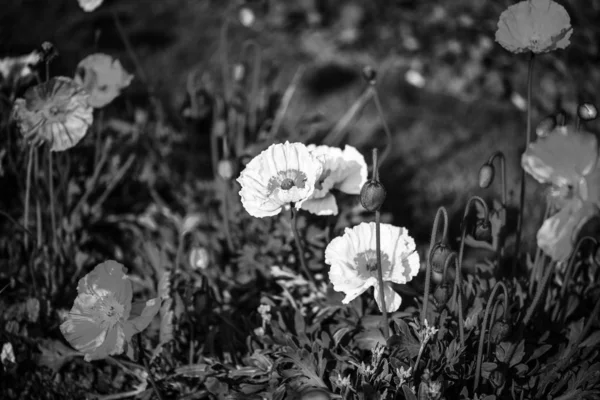 Anemone Flower Close View — 스톡 사진