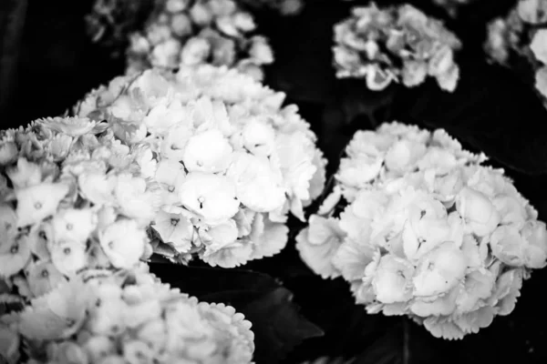 Hortensia Blomma Närbild — Stockfoto