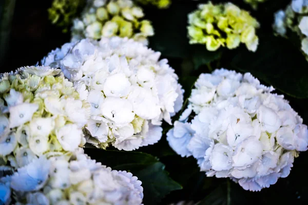 Hortênsia Flor Vista Perto — Fotografia de Stock