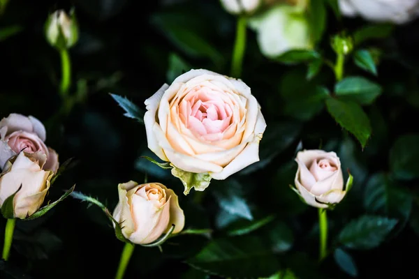 Rosas Naturais Vista Perto — Fotografia de Stock