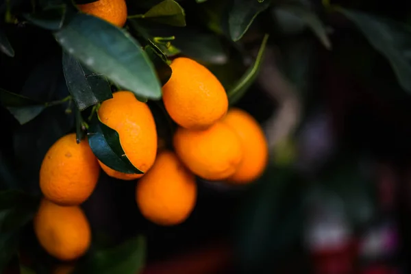 Citrusboom Van Dichtbij Citrusvruchten Sinaasappels — Stockfoto